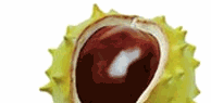 Acorn.JPG